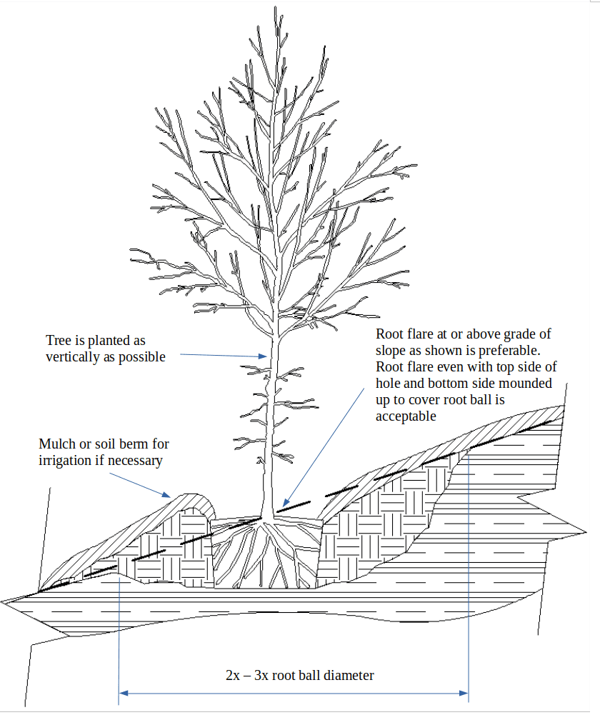 diagram of tree planting on sloped terrain