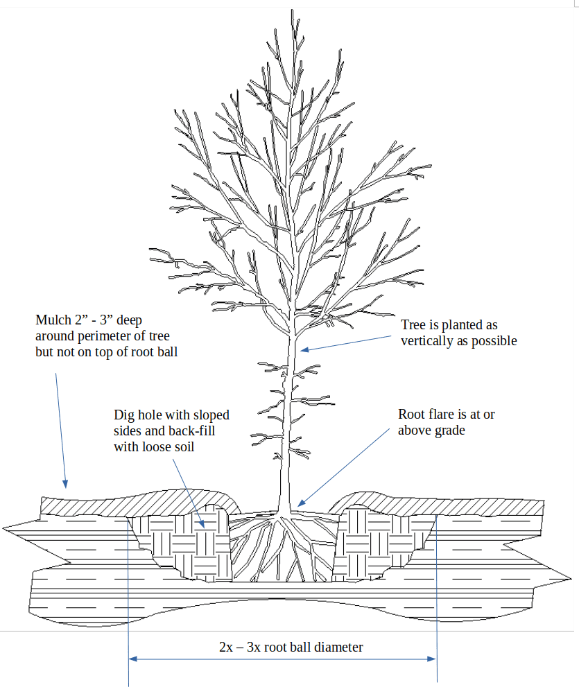 diagram of tree planting on flat terrain