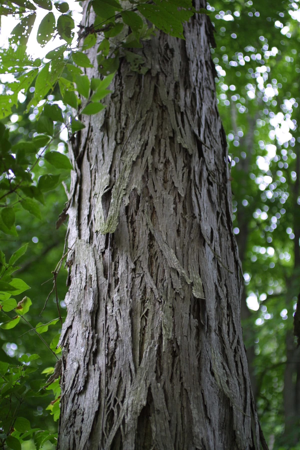 bark of carya laciniosa