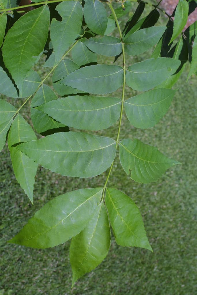 leaf of carya illinoinensis