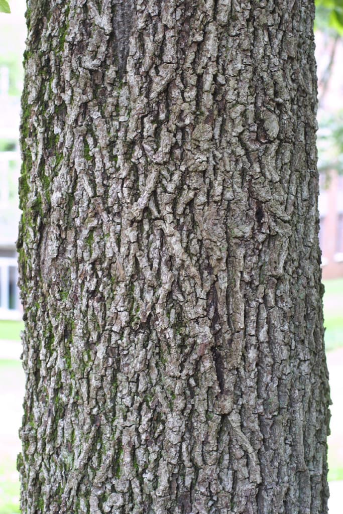 bark of carya tomentosa