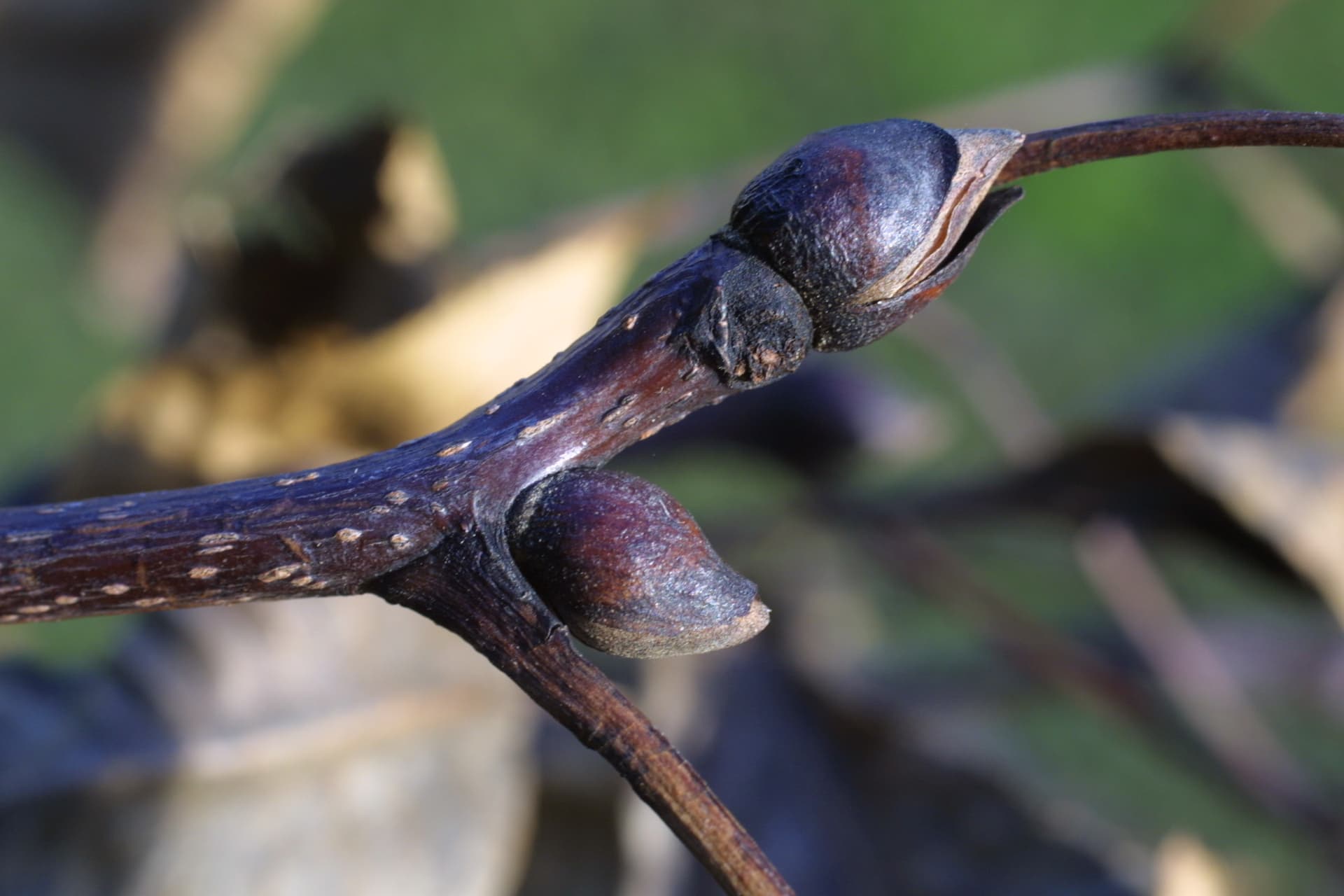 twig and end bud of carya glabra