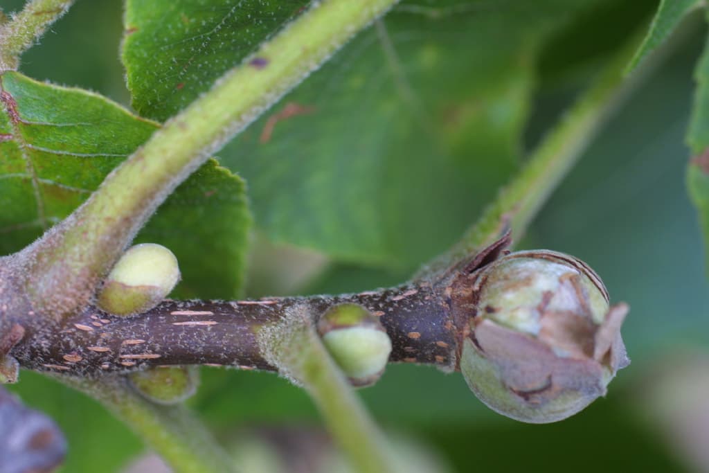 twig and end bud of carya tomentosa