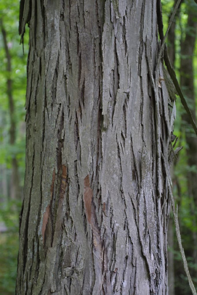 bark of carya ovata